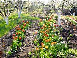 Každý ví, že kvalita plodiny obecně závisí na sadbě materiálu, takže musíte koupit dobré cibule tulipánů, nebo pokud chcete, pěstovat je sami. K tomu je řezána barva tulipánů