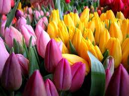 Stojí za to přenést výsadbu tulipánů do skleníku 21 dní před časem kvetení. Teoreticky by měly růst
