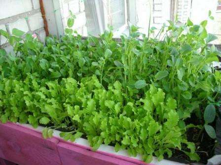 איך לגדל ירקות על אדן החלון כל השנה במו ידיך