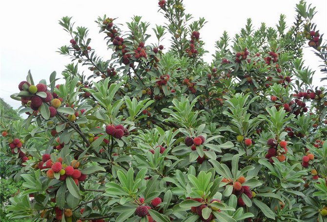 Hvor vokser rosetreet