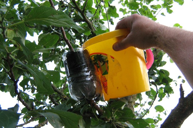 For rooting trenger laget en beholder med jord. Du kan bruke en vanlig 1,5 liters plastflaske