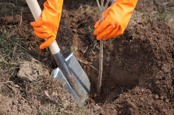 Planter en ung eplefrø