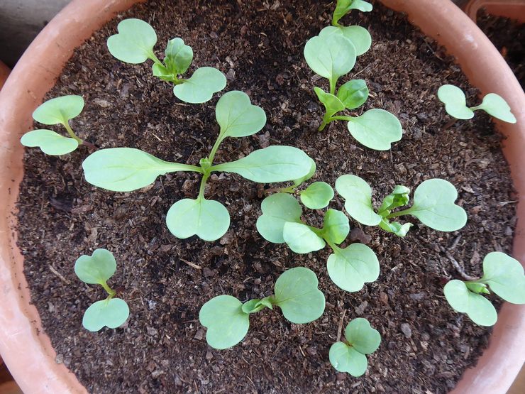 Voksende bindweed fra frø