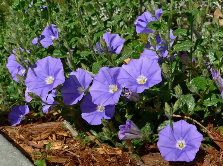 Bindweed omsorg