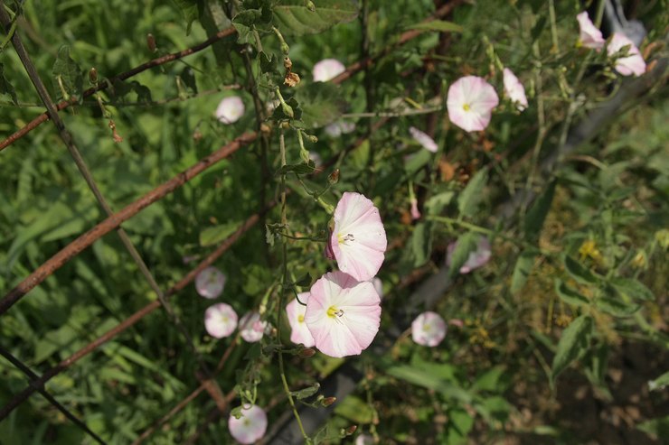 Hvordan bli kvitt bindweed
