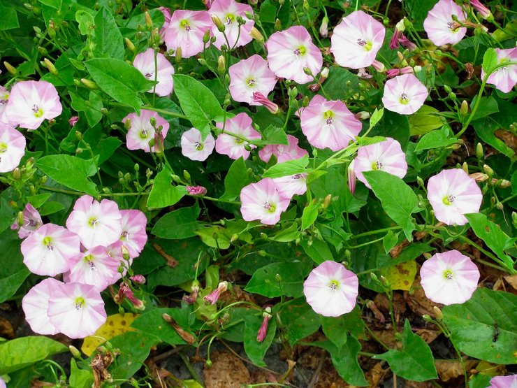 Typer og varianter av bindweed