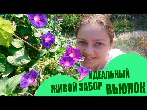 Perfekter Live-Zaun mit Blumen �� Den ganzen Sommer und die Hälfte des Herbstes (Ukraine) �� Ackerwinde �� �� Viele Blumen������