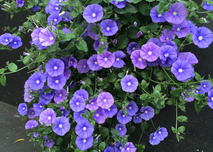 Bindweed: planting og omsorg i det åpne feltet, vokser fra frø