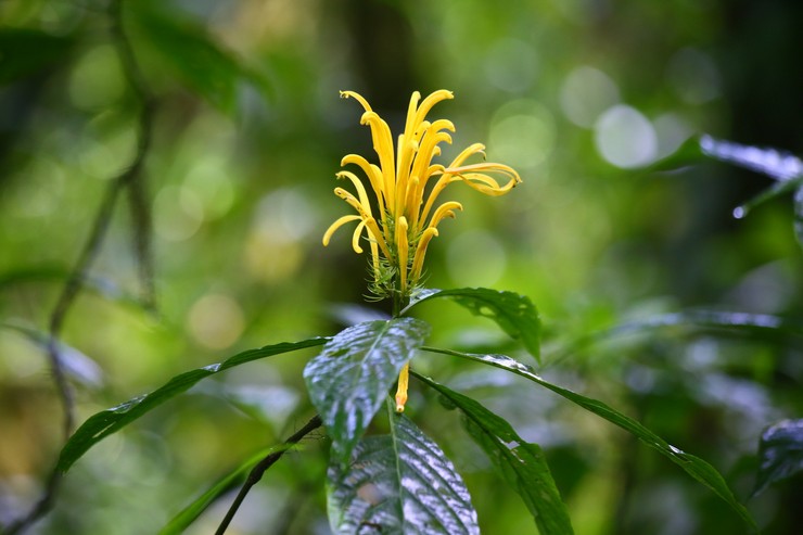 Jacobinia keltainen