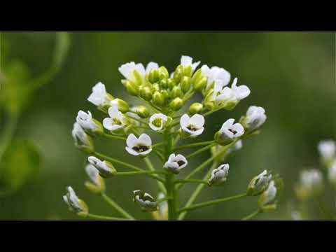 School of Herbal Science - YARUTKA - Lektion Nr. 11