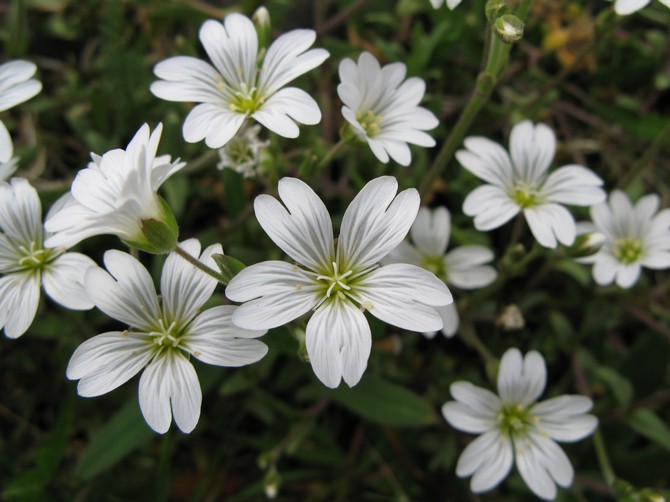 Planten har omtrent to hundre arter, som inkluderer både en- og stauder.