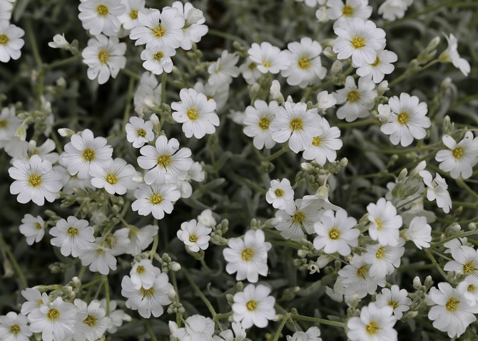 Følte yaskolka - plante og ta vare på en blomst. Voksende kyllinger i det åpne feltet. Beskrivelse, typer, bilder