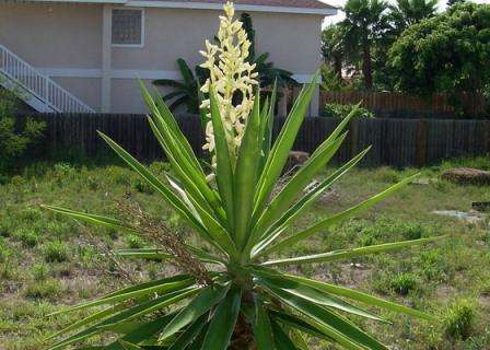 Zahradní yucca navenek připomíná palmu - rozprostřené listy a kořenový kmen jsou podobné palmovým plodinám.