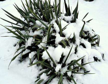 Garden yucca: plantepleie, er det verdt å grave for vinteren