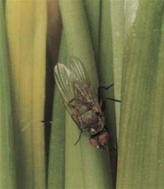 Disse larvene får plantens blader til å visne, og løken begynner å råtne fra innsiden. Larvene er små og glatte i størrelse. Du finner hvite ormer både ved siden av løken og i selve løken.