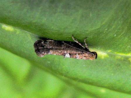 Løkmøl er et annet skadedyr som bidrar til gulløken til løkfjær. Insektet forårsaker stor skade i varmt vær.