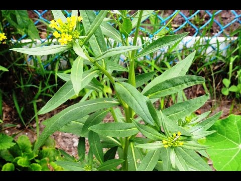 Žloutenka �� (Erysimum �� cheiranthoides).