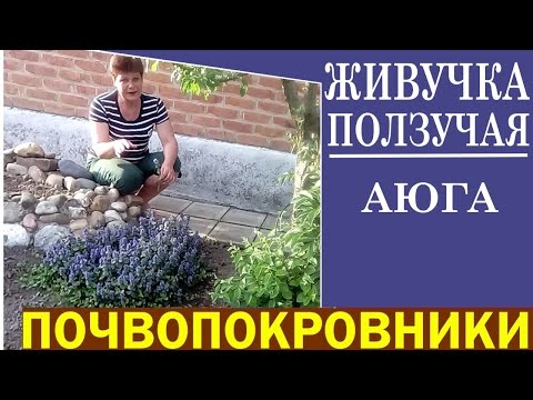 Půdopokryvné rostliny do zahrady Houževnatá plíživá Ayuga